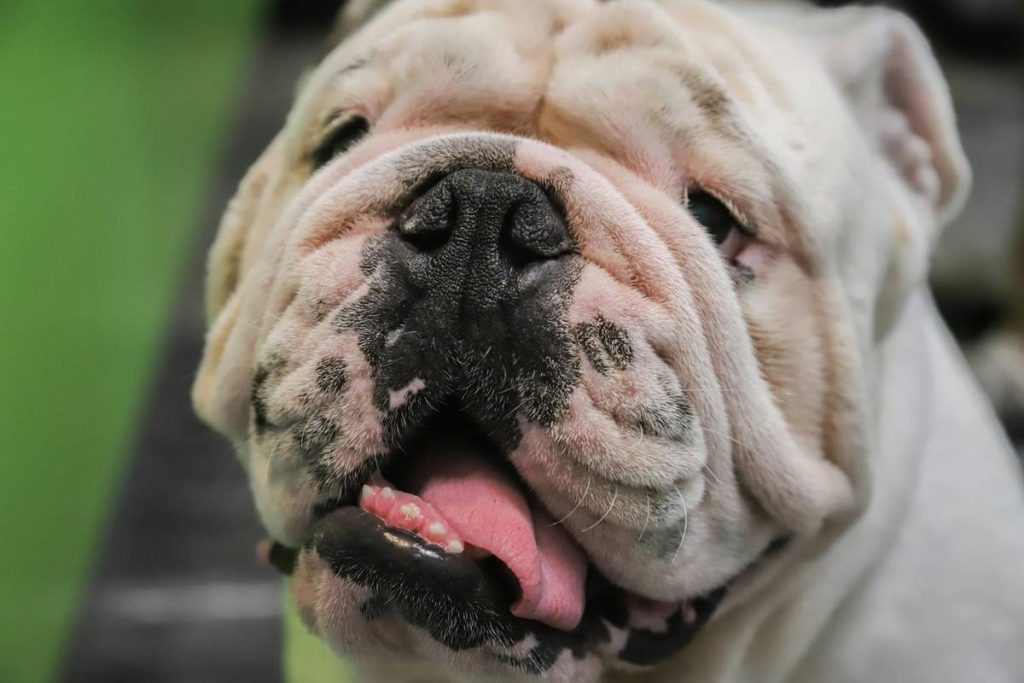Linguistic History Historical Old English Bulldog: 7 Proven Ways to Avoid Costly Mistakes in Online Language Learning