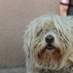 Linguistic History Historical Old English Sheepdog: 7 Proven Reasons This Odd Term Reveals a Deep Truth About Language Change