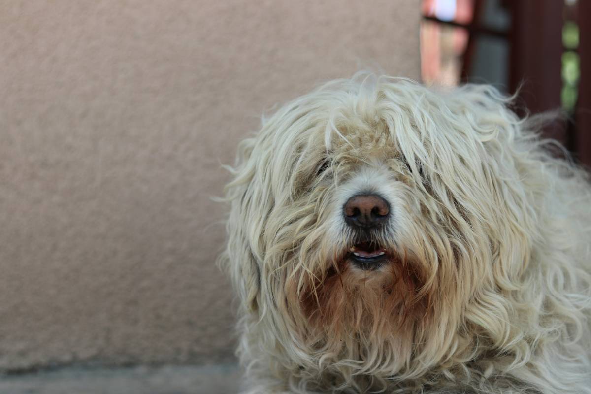 Linguistic History Historical Old English Sheepdog: 7 Proven Reasons This Odd Term Reveals a Deep Truth About Language Change